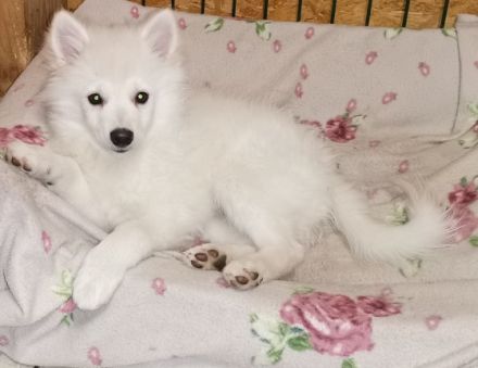 Der Spitz ist eine vom Aussterben bedrohte Rasse und