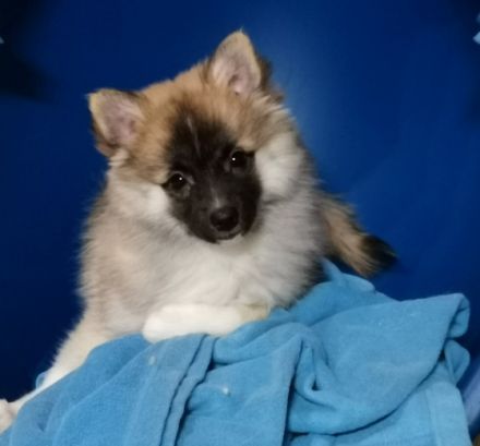 Der Spitz ist eine vom Aussterben bedrohte Rasse und