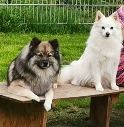 Der Spitz ist eine vom Aussterben bedrohte Rasse und