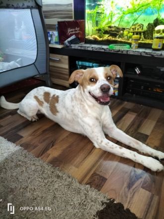 Suchen dringend ein schönes Zuhause für unseren Diego .