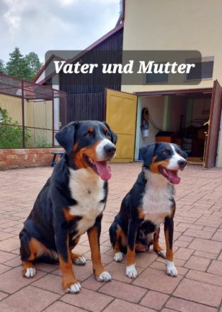 Appenzeller Sennenhunde 2 kleine süße Rüden im alter