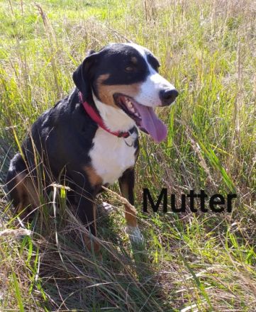 Appenzeller Sennenhunde 2 kleine süße Rüden im alter