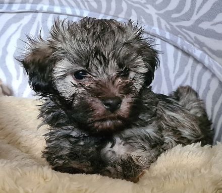 Vergeben! Süßer Havaneser Welpe reinrassig