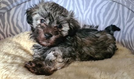 Vergeben! Süßer Havaneser Welpe reinrassig