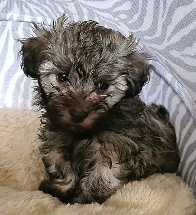 Vergeben! Süßer Havaneser Welpe reinrassig