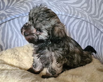 Vergeben! Süßer Havaneser Welpe reinrassig