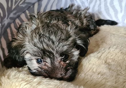 Vergeben! Süßer Havaneser Welpe reinrassig