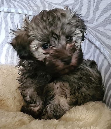 Vergeben! Süßer Havaneser Welpe reinrassig