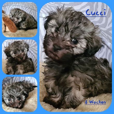 Vergeben! Süßer Havaneser Welpe reinrassig