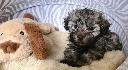 Vergeben! Süßer Havaneser Welpe reinrassig