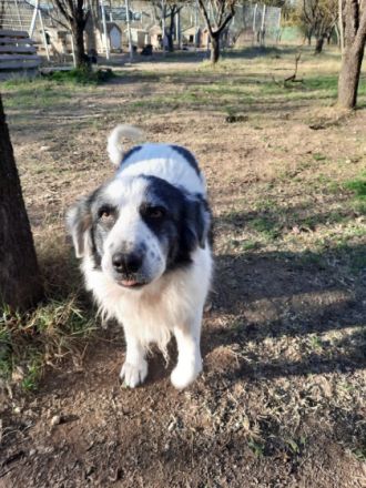 Mérida - eine liebevolle Hundedame