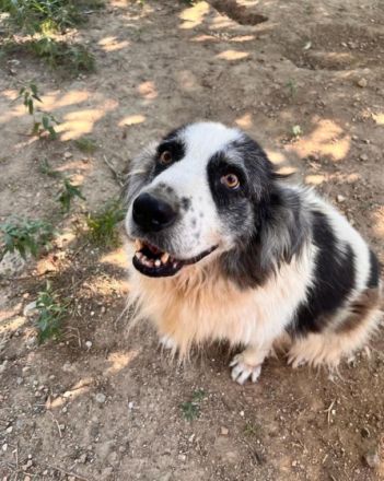 Mérida - eine liebevolle Hundedame