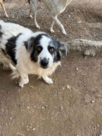 Mérida - eine liebevolle Hundedame