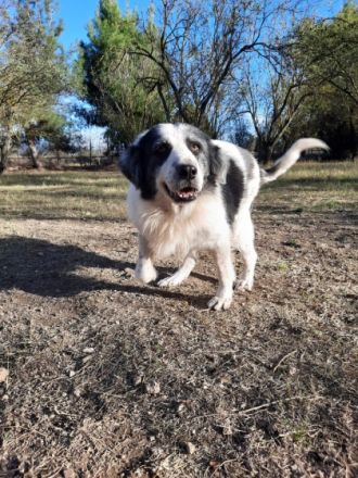 Mérida - eine liebevolle Hundedame