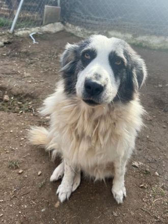 Mérida - eine liebevolle Hundedame