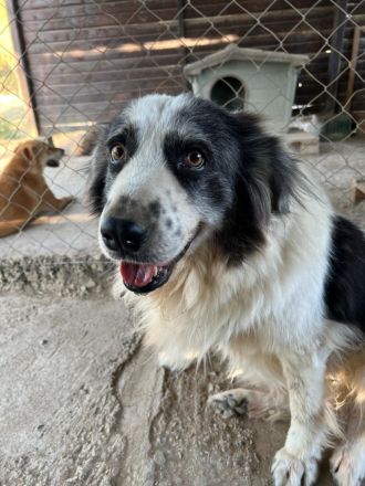 Mérida - eine liebevolle Hundedame