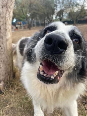 Mérida - eine liebevolle Hundedame