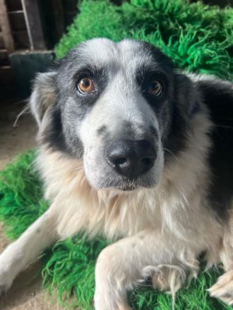 Mérida - eine liebevolle Hundedame