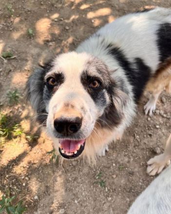 Mérida - eine liebevolle Hundedame