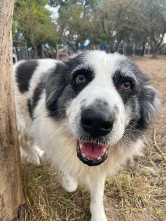 Mérida - eine liebevolle Hundedame