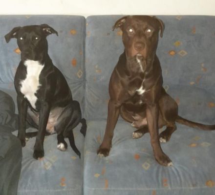 Molly, Leider muss ich die 1jährige hündin meines