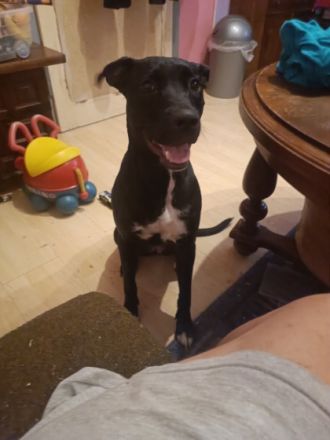 Molly, Leider muss ich die 1jährige hündin meines