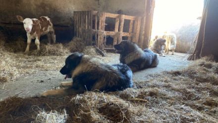 Sarplaninac kiskutyák oltva féregtelenítve, chippel ,