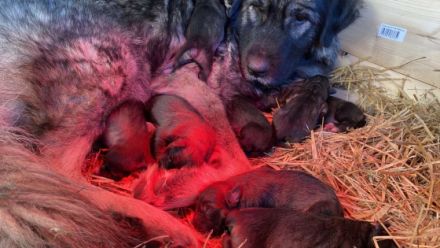 Sarplaninac kiskutyák oltva féregtelenítve, chippel ,