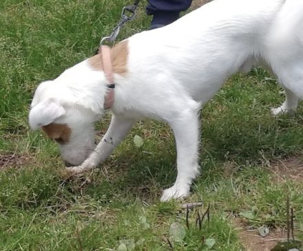 Balou von der Einöde Buchholz