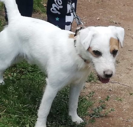 Balou von der Einöde Buchholz