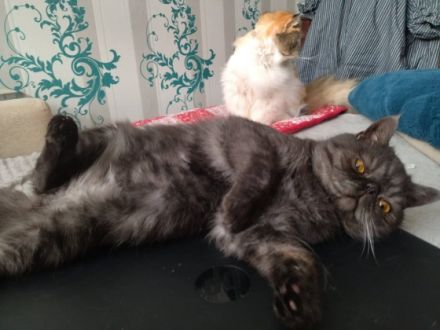 Kietzpearls Blacky, Blacky ist ein wunderschöner