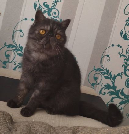 Kietzpearls Blacky, Blacky ist ein wunderschöner