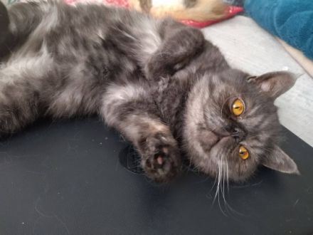 Kietzpearls Blacky, Blacky ist ein wunderschöner