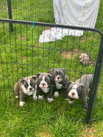 Wir suchen ab sofort ein neues Zuhause. Wir sind am 06