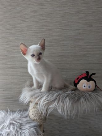 Angel Paradise Point's