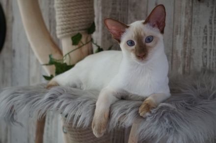 Angel Paradise Point's