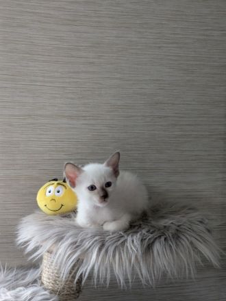 Angel Paradise Point's