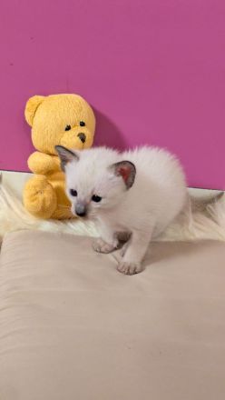 Angel Paradise Point's