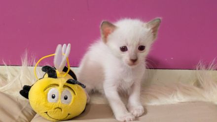 Angel Paradise Point's