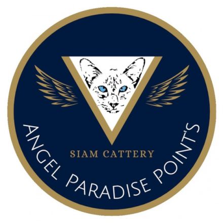 Angel Paradise Point's