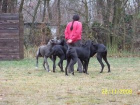 Hundeplatz Panta-rhei