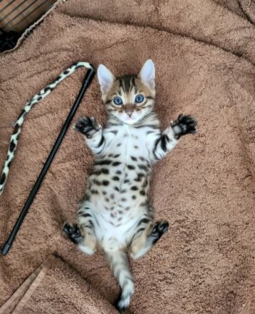 Liebe Katzenfreunde! Anfang September am 06.09.2022