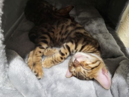 Liebe Katzenfreunde! Anfang September am 06.09.2022