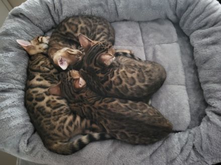 Liebe Katzenfreunde! Anfang September am 06.09.2022