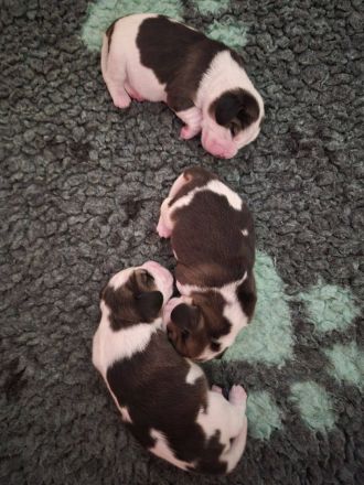 unsere Welpen sind am 2.7.26 geboren ,