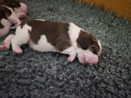 unsere Welpen sind am 2.7.26 geboren ,