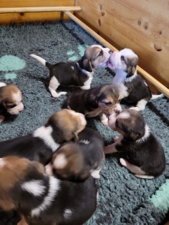 unsere Welpen sind am 20.10.22 geboren , es sind 3