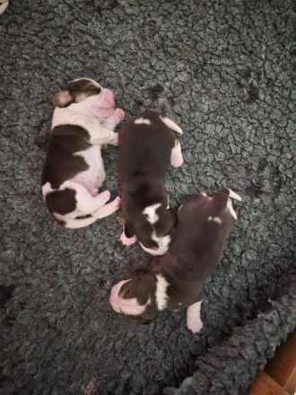 unsere Welpen sind am 2.7.26 geboren ,