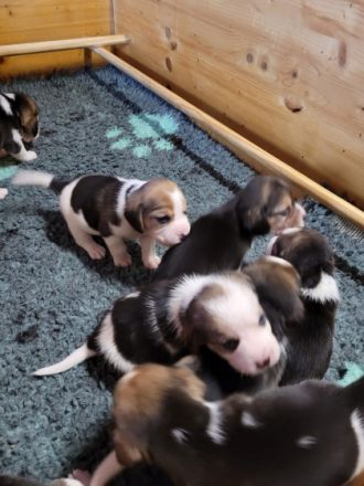 unsere Welpen sind am 20.10.22 geboren , es sind 3