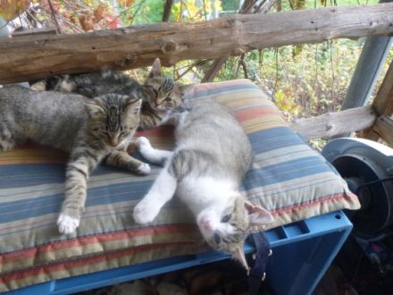 Wir 3 Kätzchen sind stubenrein, wollen Sie wärmen und